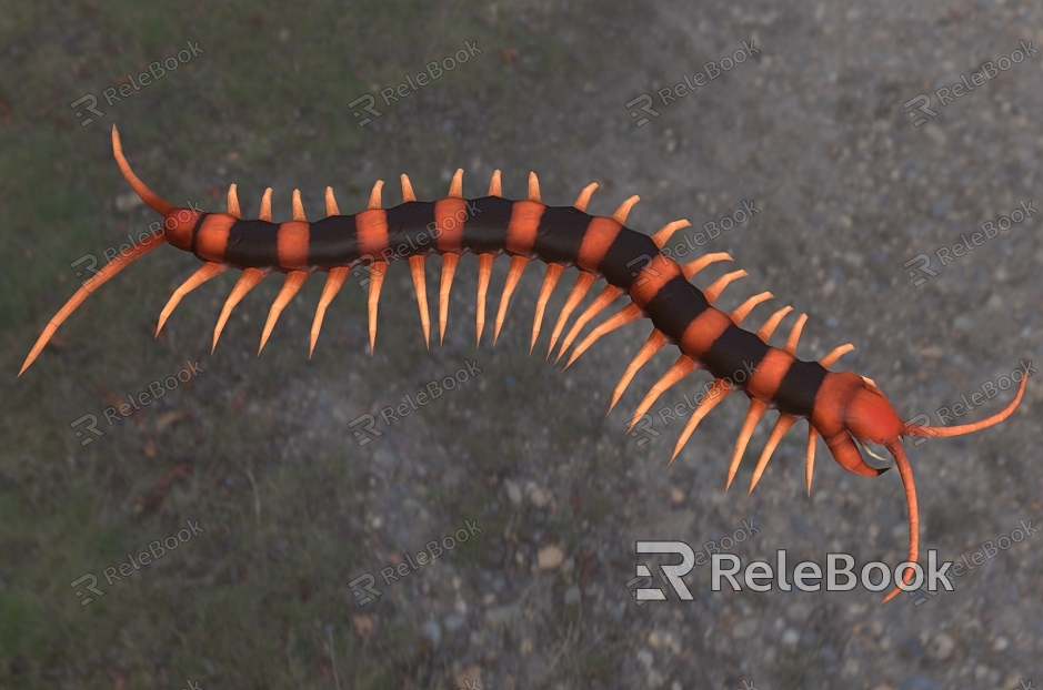 Indian giant tiger centipede insect biological animal model