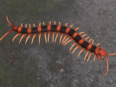 Indian giant tiger centipede insect biological animal 3d model