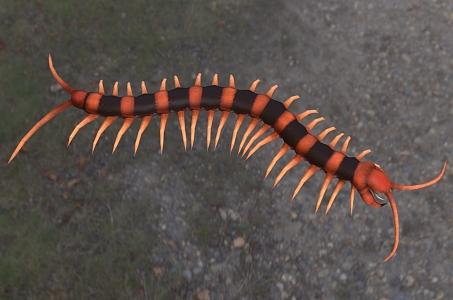 Indian giant tiger centipede insect biological animal 3d model