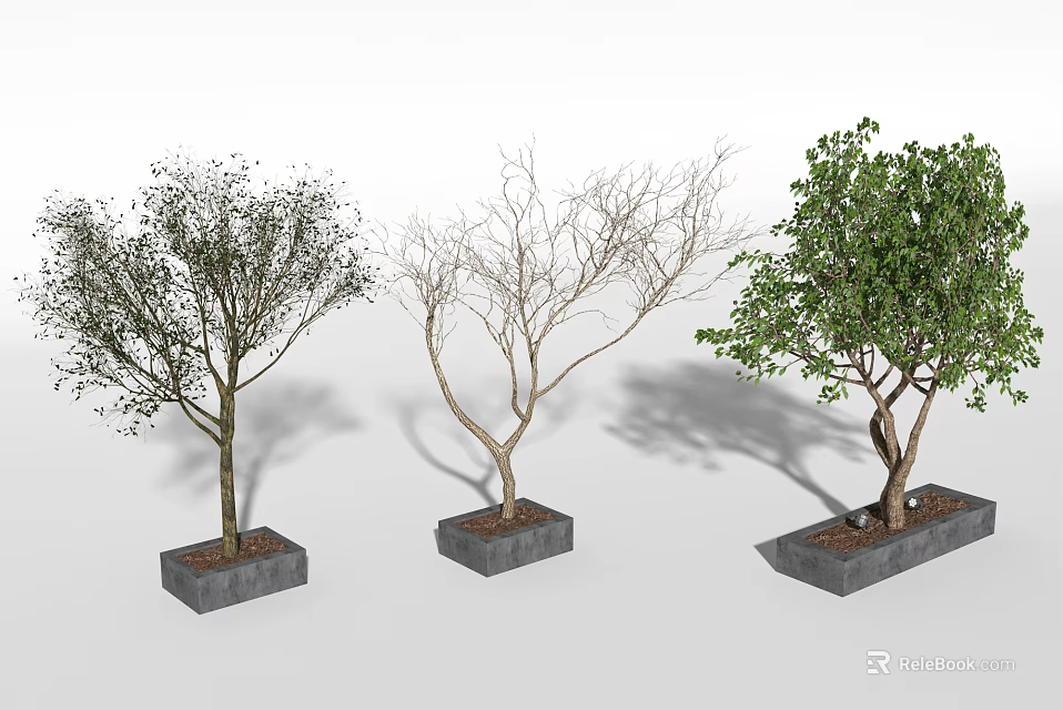 Three Arbor Trees in Square Planters with Varying Foliage States 3d model