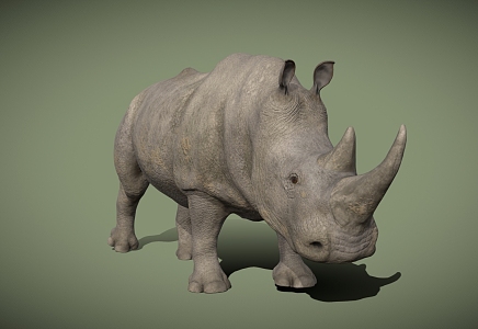 Rhinoceros Reptiles Tropical Animals 3d model