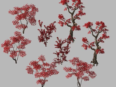 Multiple Red Leaved Trees With Various Trunk Shapes And Leafy Branches 3d model