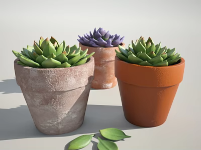 Succulent Potted Plants In Various Colored Terracotta Pots With Fresh Green Leaves 3d model