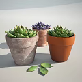Succulent Potted Plants In Various Colored Terracotta Pots With Fresh Green Leaves