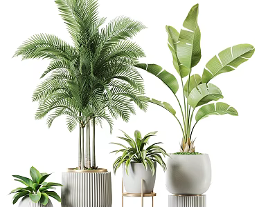 Tropical Indoor Potted Plants With Green Foliage And Stylish Decorative Pots 3d model