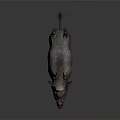 Wild Boar With Thick Fur And Sharp Tusks Standing On Neutral Background 3d model