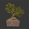 Decorative Bonsai Plant With Exposed Roots Green Foliage And Yellow Pebbles In Square Clay Pot