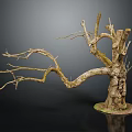 Natural Wooden Dry Tree Trunk Featuring Branched Twigs On Stone Base Black Background