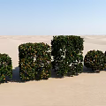 Green Leafy Shrubs Arranged On Sandy Desert Ground Under Blue Sky 3d model