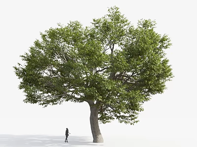 Tall Arbor With Lush Green Foliage Thick Trunk And Person Standing Underneath 3d model