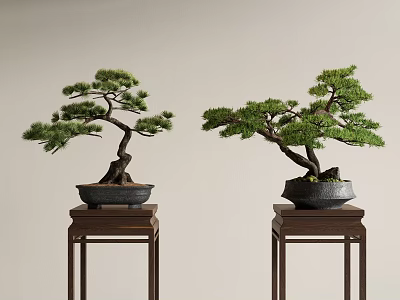 Two Pine Bonsai Trees In Dark Pots On Wooden Stands With Light Background 3d model