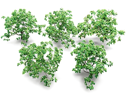 Shrub White Flower Tree Patio Shrub Landscape Shrub 3d model