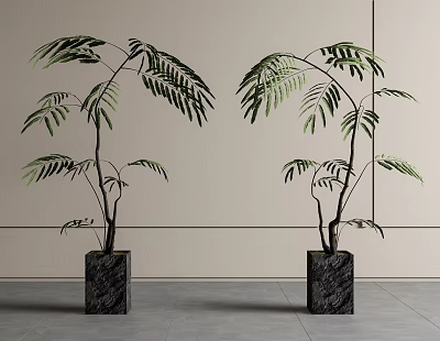 Indoor Potted Bonsai Plants With Green Feathery Leaves In Black Square Pots 3d model