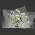 Herb Plant With White Flowers And Green Leaves On Dark Background With Reflection
