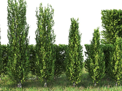 Lush Green Shrubs in Garden Landscape with Tall and Low Varieties Neatly Arranged 3d model