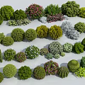 Various Types Of Garden Shrubs With Different Shapes And Colorful Blooms