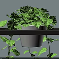 Lush Green Indoor Potted Plant with Heart Shaped Leaves in White Pot and Trailing Vines