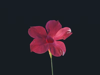 Stunning Red Flower with Five Petals and Green Stem Against Black Background 3d model