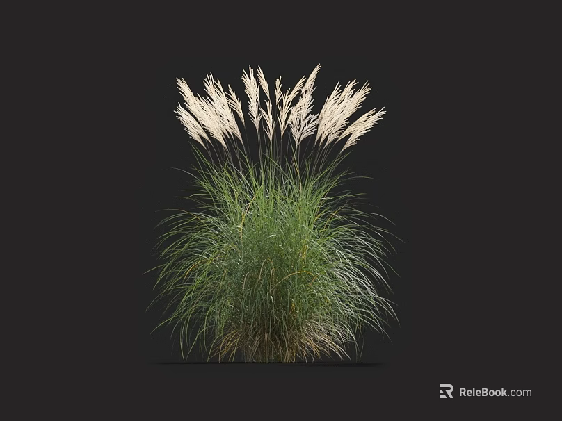 Ornamental Grass with Green Foliage and White Feathery Plumes for Garden Decoration 3d model 