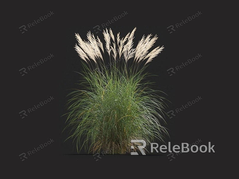 Grass weeds weeds fine-leaf awns spotted leaves awns grass barley grass grass grass pampas fescue model