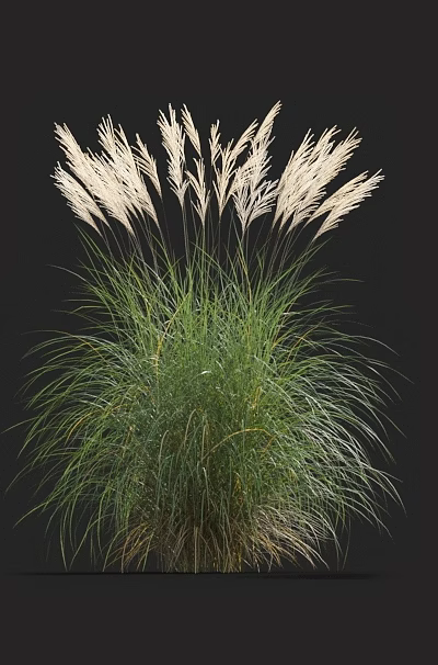 Ornamental Grass with Green Foliage and White Feathery Plumes for Garden Decoration 3d model