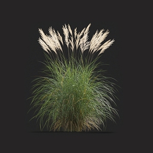 Grass weeds fine-leaf awns spotted leaves awns grass barley grass pampas fescue 3d model