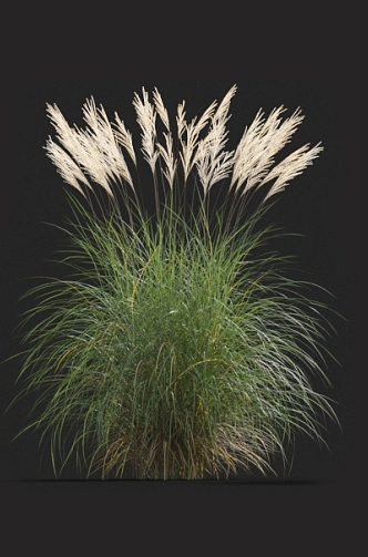 Grass weeds fine-leaf awns spotted leaves awns grass barley grass pampas fescue 3d model