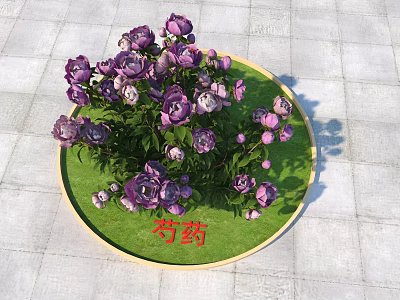 Purple Peony Flowers On Green Round Tray With Gray Floor Tiles 3d model
