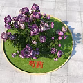 Purple Peony Flowers On Green Round Tray With Gray Floor Tiles