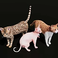 Cat Combo 3d model