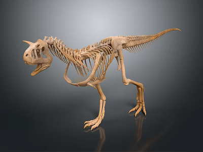 Dinosaur Skeleton Display of Prehistoric Creature with Anatomical Structure Details 3d model