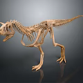 Dinosaur Skeleton Display of Prehistoric Creature with Anatomical Structure Details