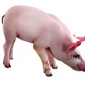 Cute Pink Pig With Curved Snout And Pink Ears Looking Down