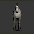 Realistic White Horse Model with Dark Mane Dark Hooves and Reflective Gray Background