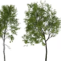 Decorative Plant Ornament Set With Two Green Leafy Trees For Home Decor