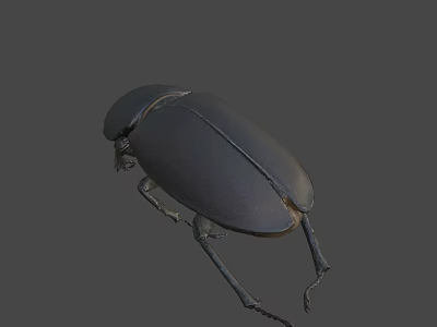 Black Shiny Beetle Insect With Oval Body And Long Legs 3d model