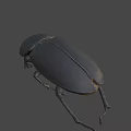 Black Shiny Beetle Insect With Oval Body And Long Legs