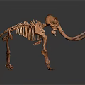 Modern Skeleton Elephant Skeleton Elephant Skeleton Animal Skeleton 3d model