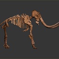 Modern Skeleton Elephant Skeleton Elephant Skeleton Animal Skeleton 3d model