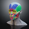 Medical Device Anatomical Head Model With Colorful Facial Muscle Display For Education