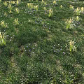 Lush Green Grassland With Diverse Blooming Flowers And Natural Plant Growth