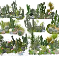 Indoor Landscape with Various Cacti Succulents and Decorative Potted Plants Arrangement