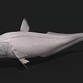Silver Aquatic Fish With Streamlined Body Prominent Fins And Large Eyes