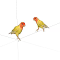 Two Yellow Parrots With Red Heads Standing On White Background 3d model