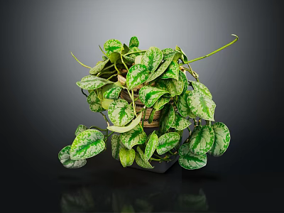Variegated Pothos Plant With Hanging Vines In Wicker Basket On Dark Background 3d model