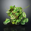 Variegated Pothos Plant With Hanging Vines In Wicker Basket On Dark Background
