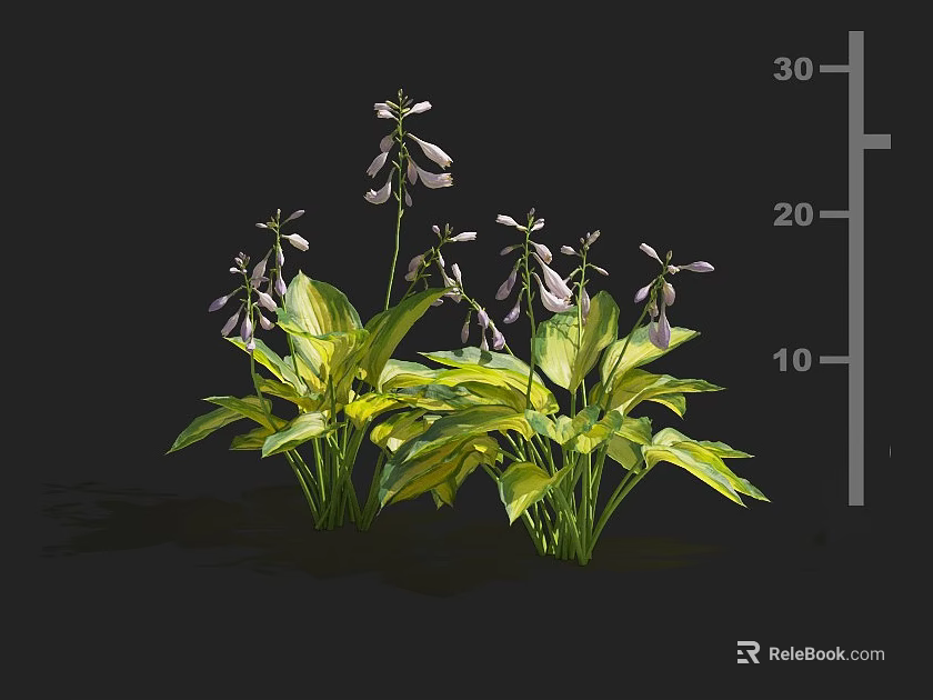 Green Yellow Variegated Leaf Flowering Plants Featuring Purple Bell Shaped Blooms and Height Scale 3d model 