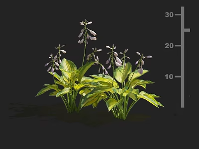 Green Yellow Variegated Leaf Flowering Plants Featuring Purple Bell Shaped Blooms and Height Scale 3d model