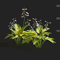 Green Yellow Variegated Leaf Flowering Plants Featuring Purple Bell Shaped Blooms and Height Scale