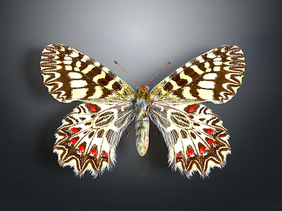 Intricate Black White Red Patterns On Detailed Butterfly Wings Against Gray Background 3d model